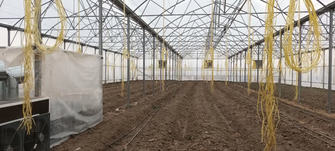 بهره‌برداری از گلخانه سبزی و صیفی در روستای کوزه‌گران با حضور فرماندار شهرستان نقده