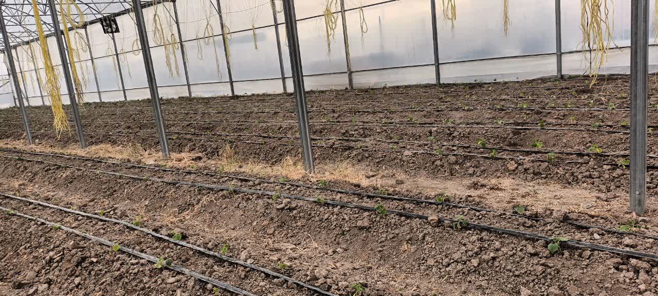 بهره‌برداری از گلخانه سبزی و صیفی در روستای کوزه‌گران با حضور فرماندار شهرستان نقده