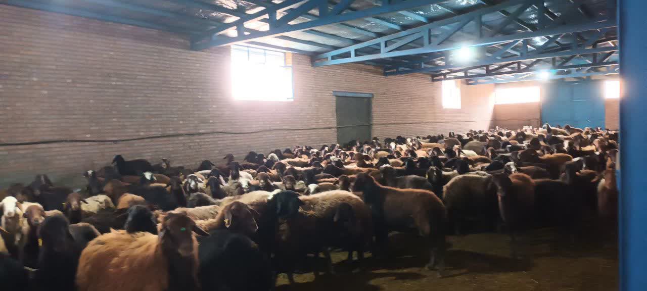 بهرهبرداری از واحد دامپروری پرورش گوسفند با حضور فرماندار شهرستان نقده