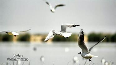 طبیعت زیبای شهرستان نقده